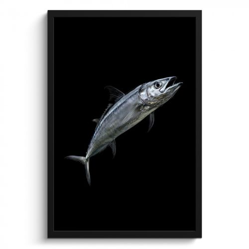 Bilder mit Rahmen - Makrele - Fisch - Schwarz