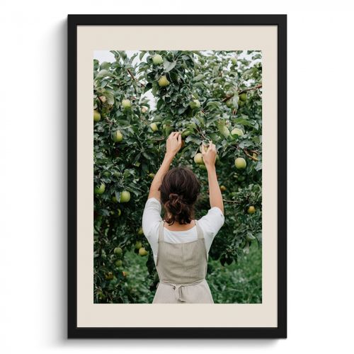 Bilder mit Rahmen - Baum - Äpfel - Pflücken - Natur