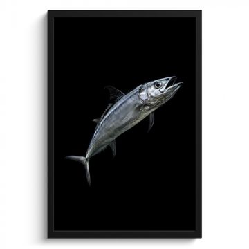 Bilder mit Rahmen - Makrele - Fisch - Schwarz