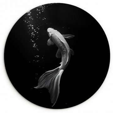 Runde Bilder - Koi - Fisch - Weiß - Schwarz