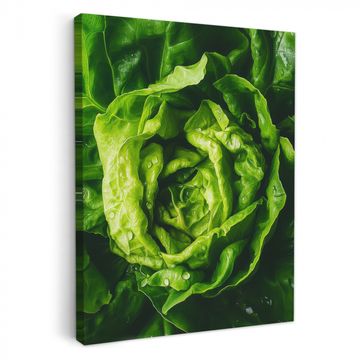 Leinwandbilder - Gemüse - Kopfsalat - Grün