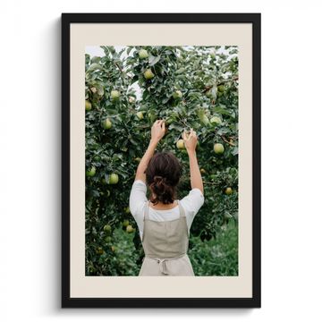 Bilder mit Rahmen - Baum - Äpfel - Pflücken - Natur