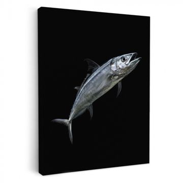 Leinwandbilder - Makrele - Fisch - Schwarz
