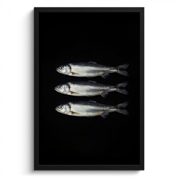 Bilder mit Rahmen - Hering - Fisch - Schwarz
