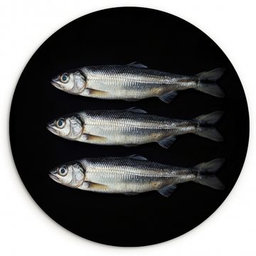 Runde Bilder - Hering - Fisch - Schwarz
