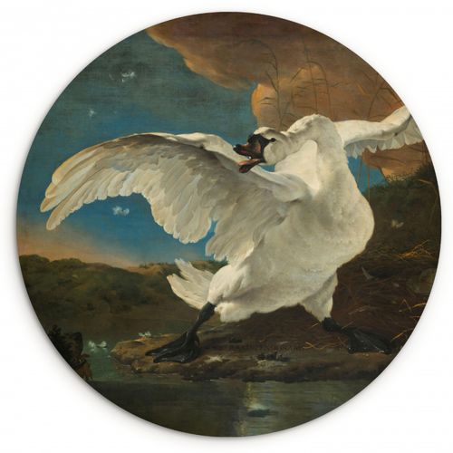 Runde Bilder - Der bedrohte Schwan