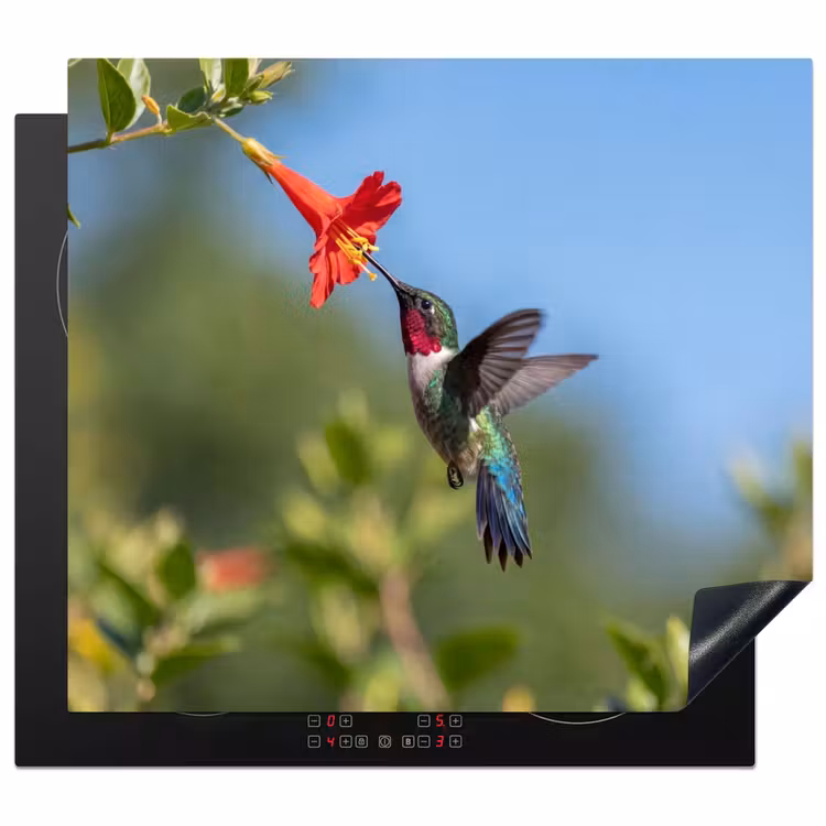 Herdabdeckplatte - Kolibri - Blume - Natur - Grün — 1