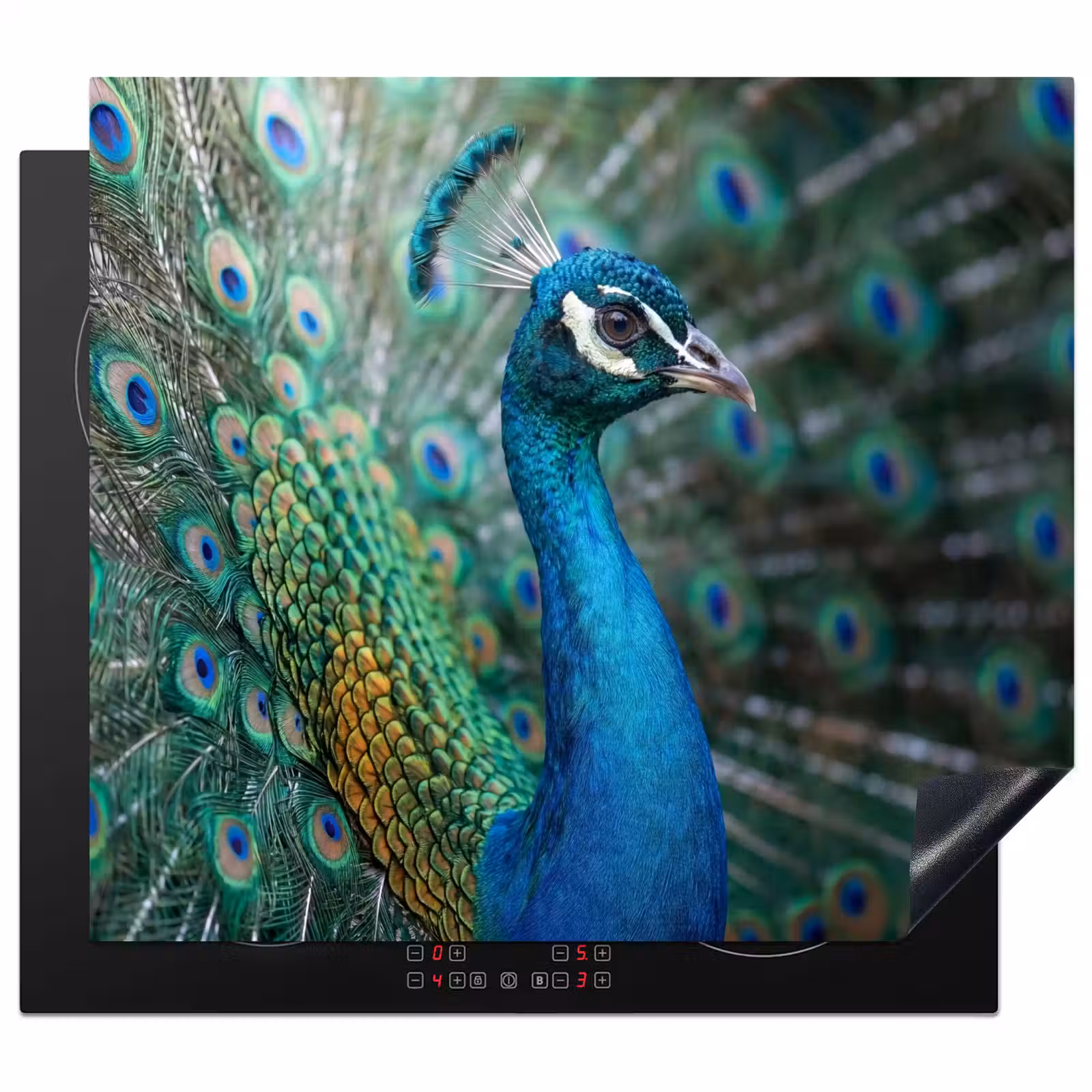 Herdabdeckplatte - Pfau - Federn - Blau — 1