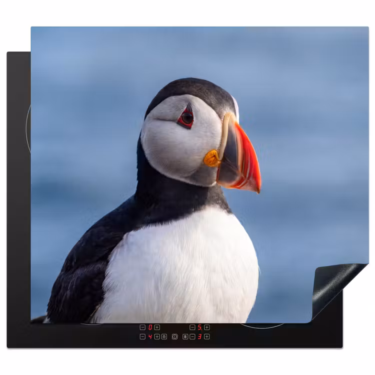 Herdabdeckplatte - Papageientaucher - Porträt - Natur — 1