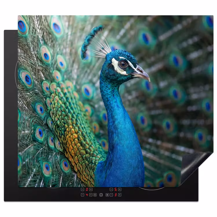 Herdabdeckplatte - Pfau - Federn - Blau — 1