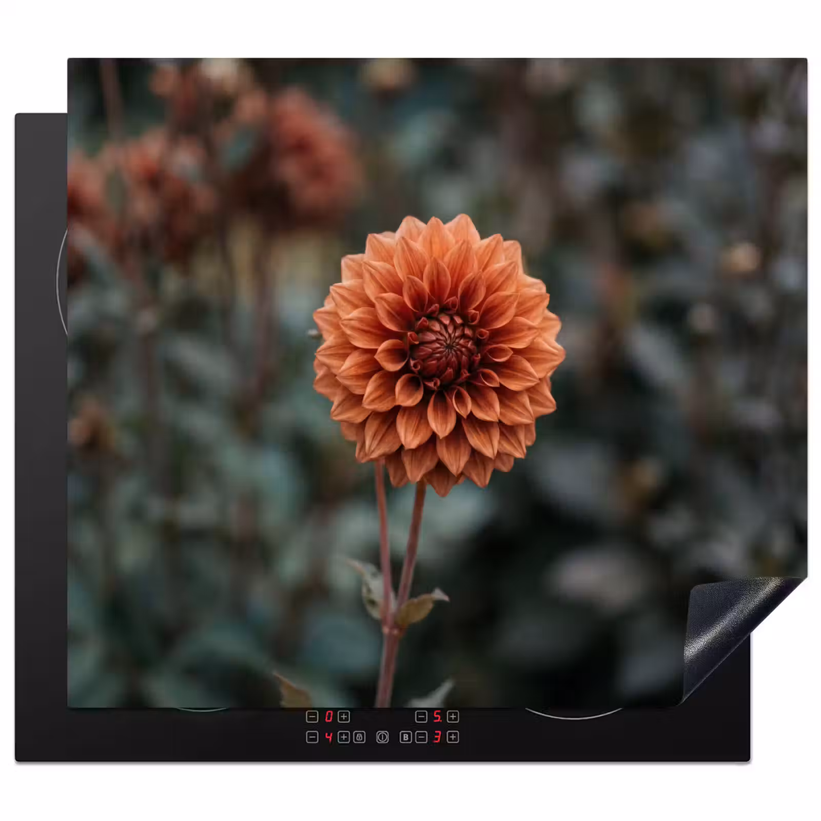 Herdabdeckplatte - Dahlie - Blume - Natur - Atmosphärisch — 1