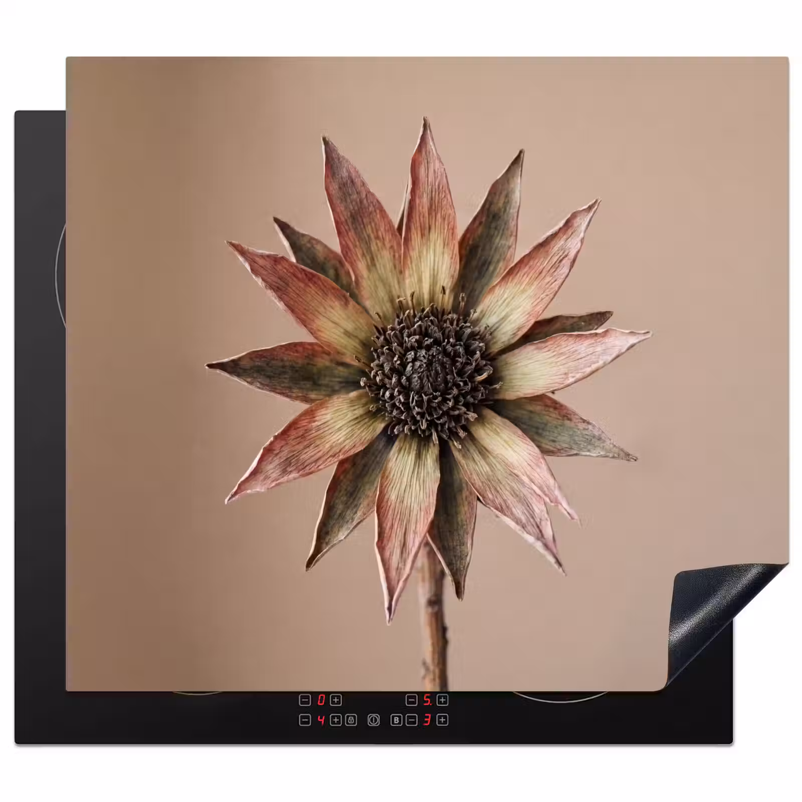Herdabdeckplatte - Trockenblume - Protea - Vintage - Beige - Rustikal — 1
