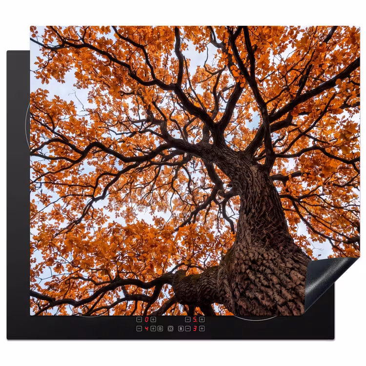 Herdabdeckplatte - Baum - Laubdach - Herbst - Orange - Atmosphärisch — 1