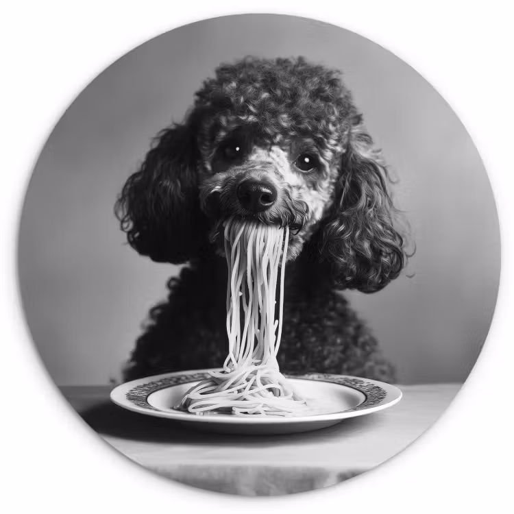 Runde Bilder - Pudel - Hund - Schwarz - Weiß - Niedlich - Nudeln — 2