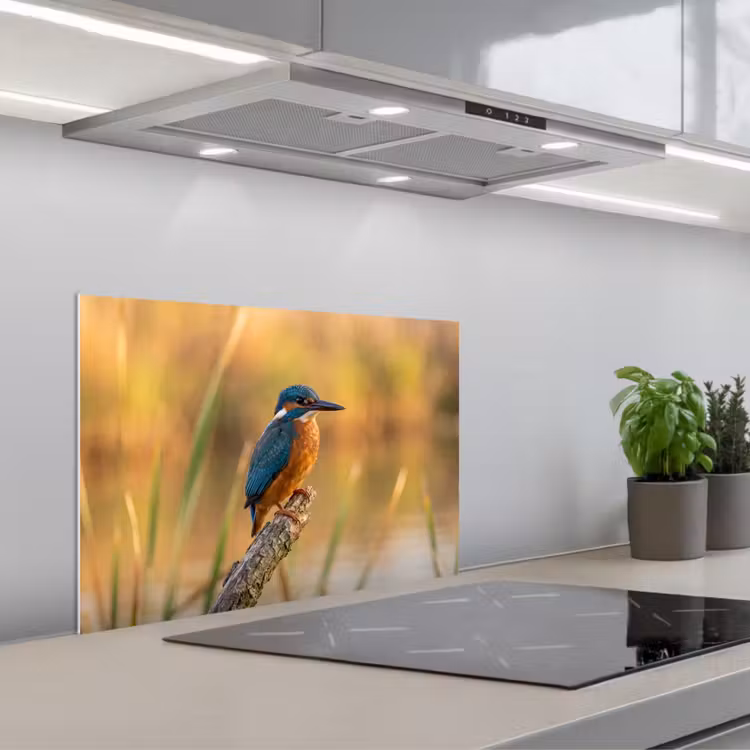 Spritzschutz Küche - Eisvogel - Zweig - Wasser - Bunt - Lebendig — 1