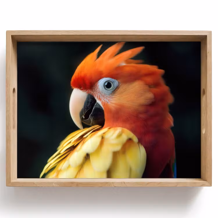 Tablett - Nahaufnahme - Papagei - Federn - Orange — 1