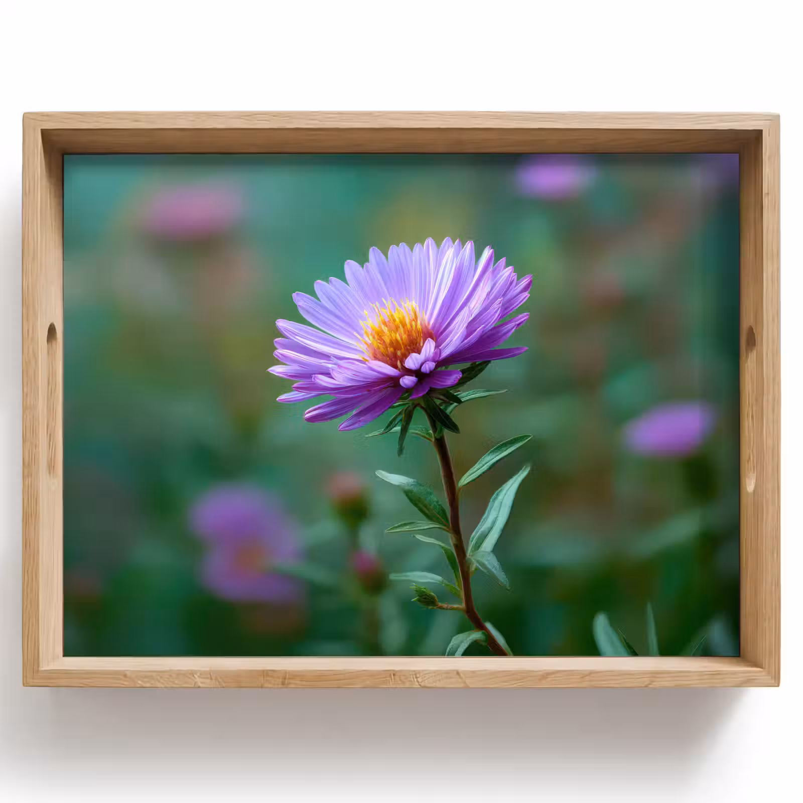 Tablett - Aster - Lila - Blume - Blütenblätter — 1