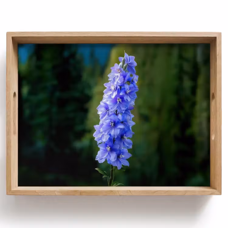 Tablett - Blumen - Blau - Tannenbaum — 1
