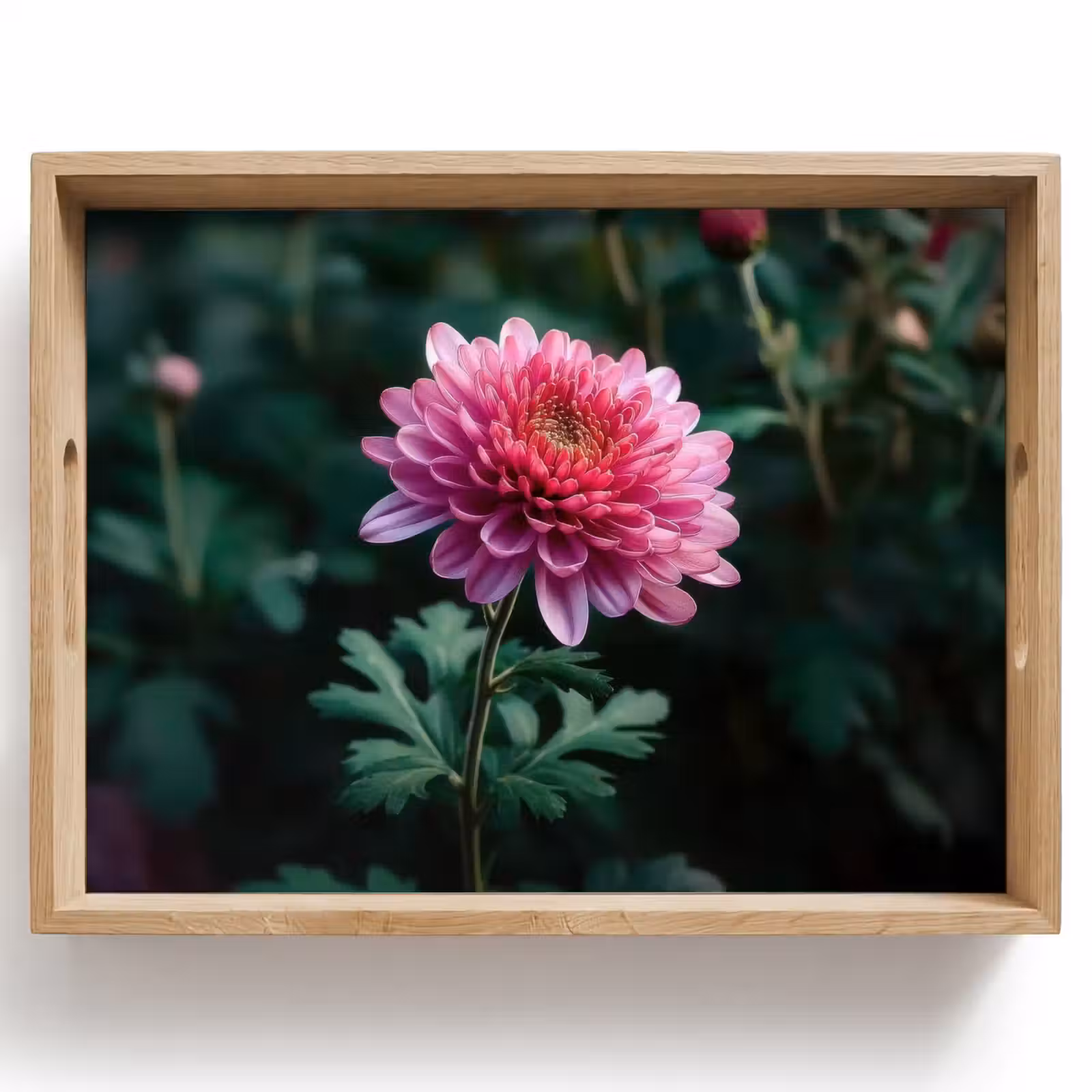 Tablett - Blatt - Chrysantheme - Rosa - Schatten — 1