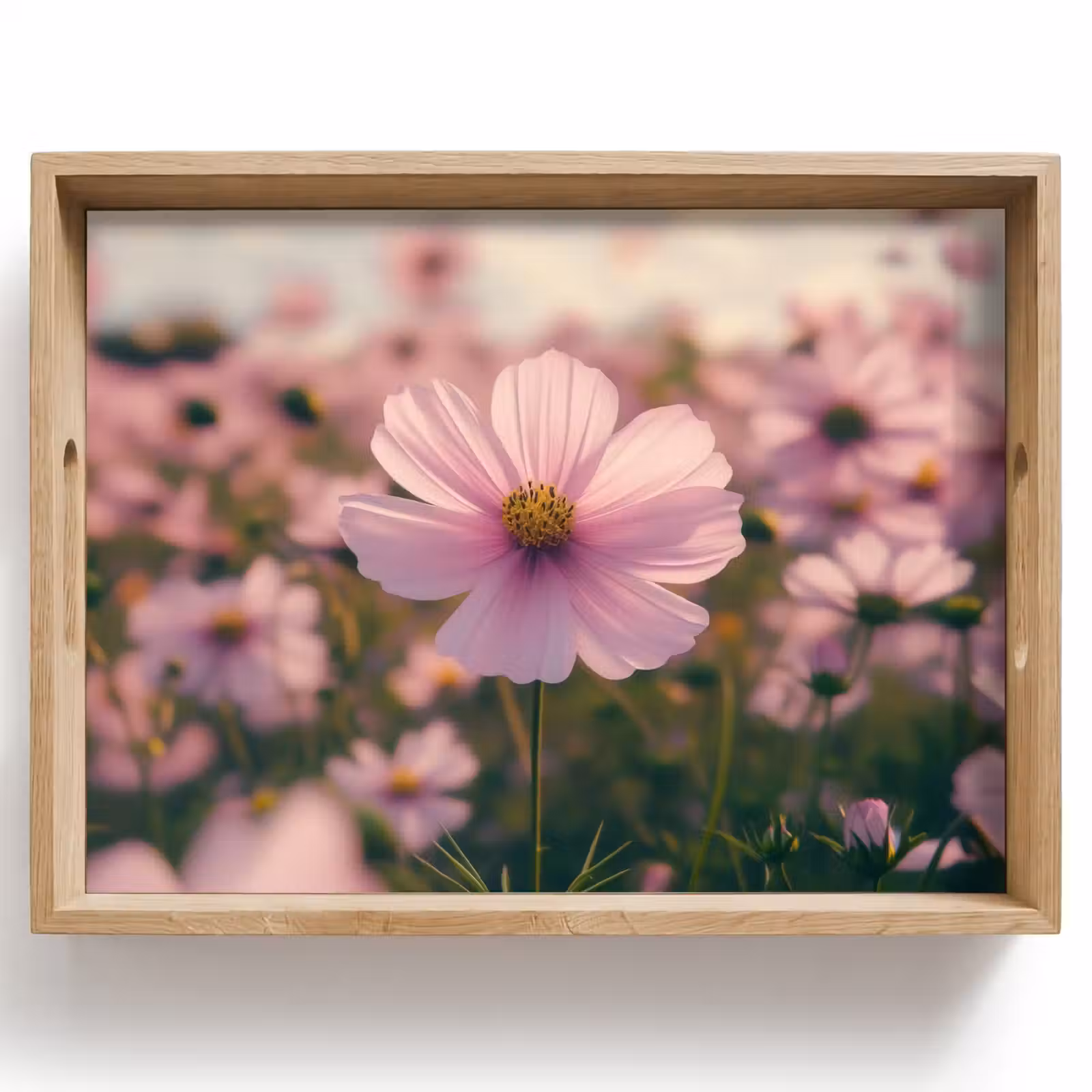 Tablett - Blumen - Lila - Unscharf — 1