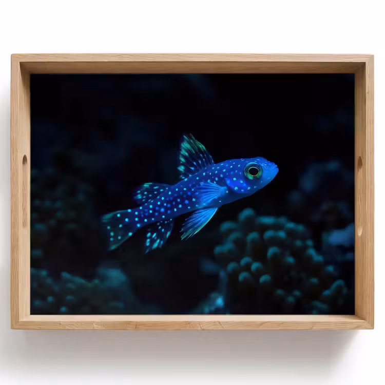 Tablett - Fische - Punkte - Koralle - Blau — 1