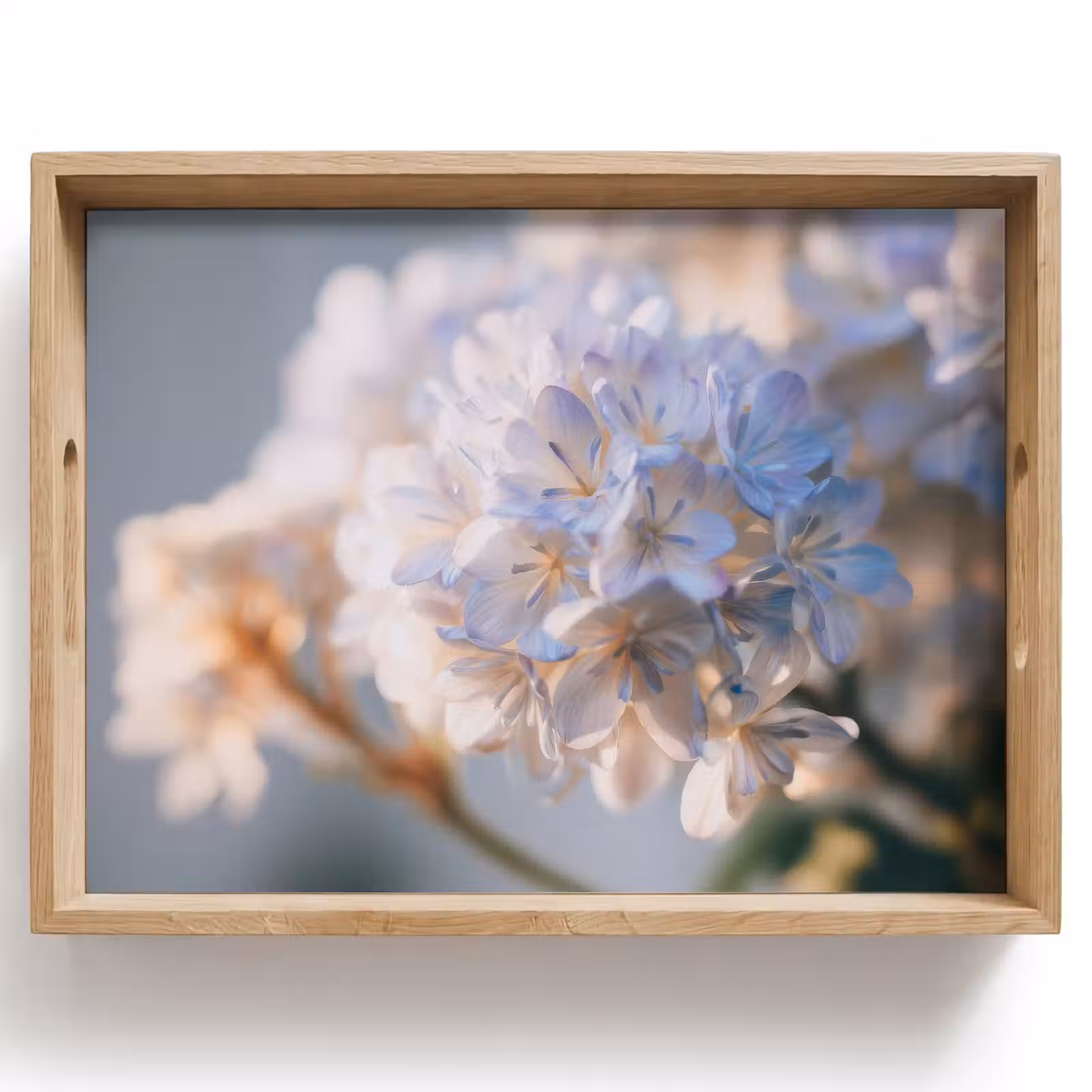 Tablett - Blumen - Hellblau - Unscharf - Büschel — 1