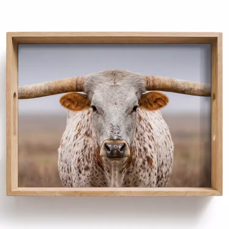 Tablett - Longhorn - Grasfeld - Tier — 1