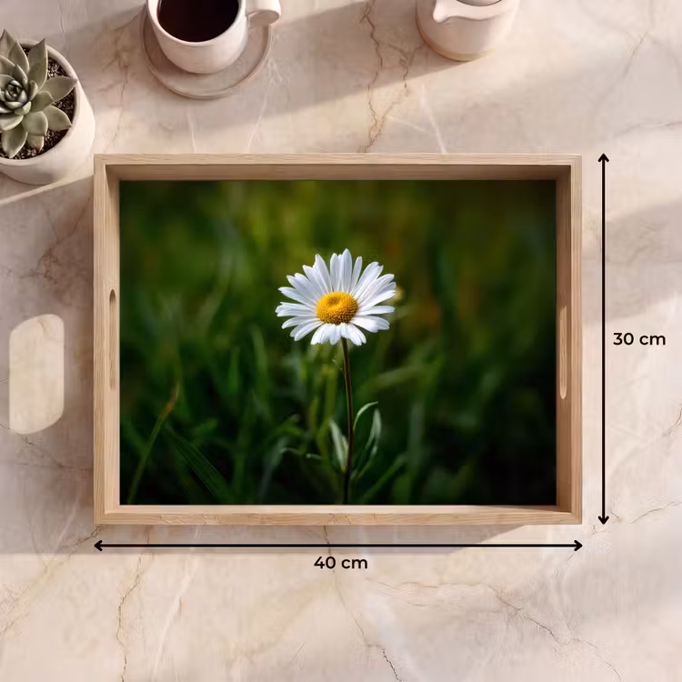 Tablett - Weiß - Gänseblümchen - Blume - Gras — 7