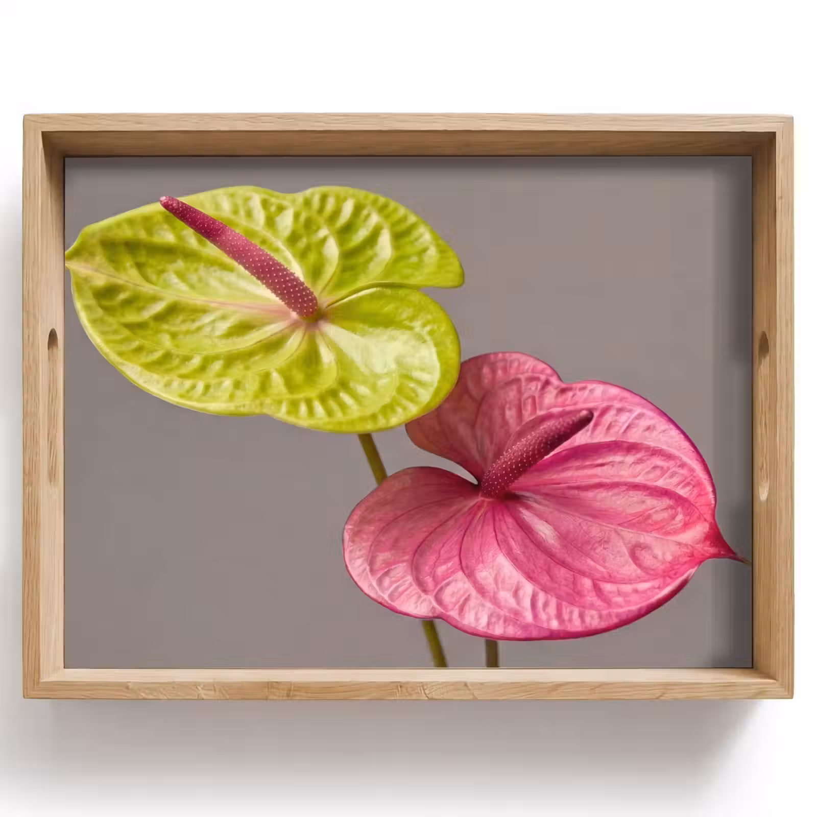 Tablett - Pflanzen - Anthurium - Grün - Rosa — 1