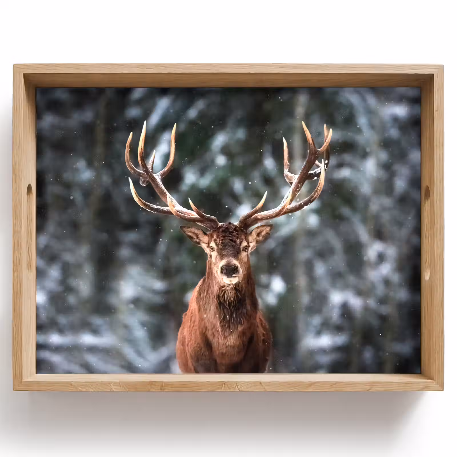 Tablett - Rotwild - Winter - Schnee - Wald - Natur - Tier — 1