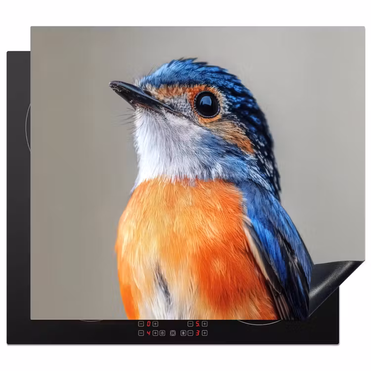 Herdabdeckplatte - Bunt - Vogel - Federn - Blau — 1