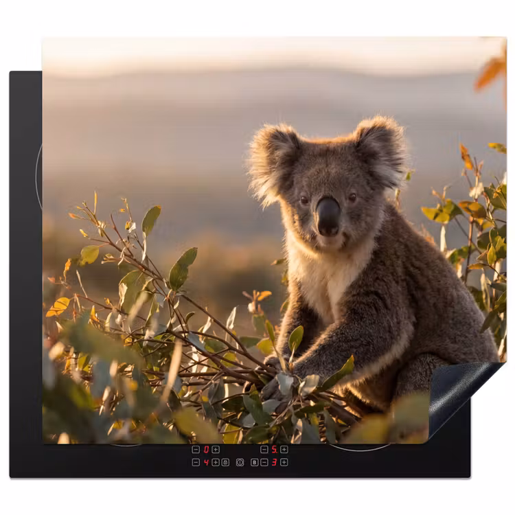 Herdabdeckplatte - Koala - Blätter - Morgenlicht — 1