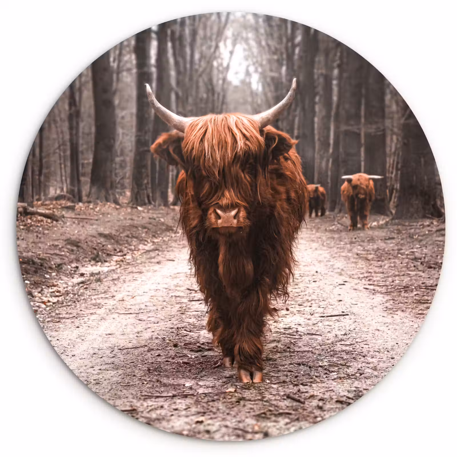 Runde Bilder - Leiter der Tour — 1