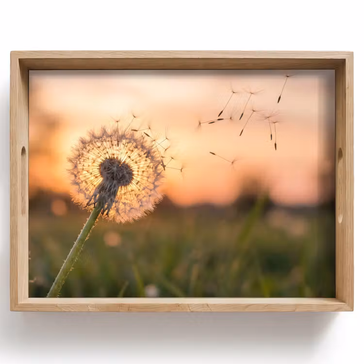 Tablett - Löwenzahn - Sonnenuntergang - Feld — 1