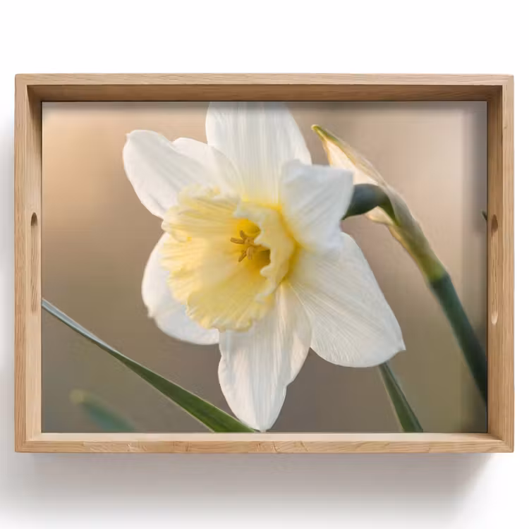 Tablett - Narzisse - Blume - Minimalistisch — 1