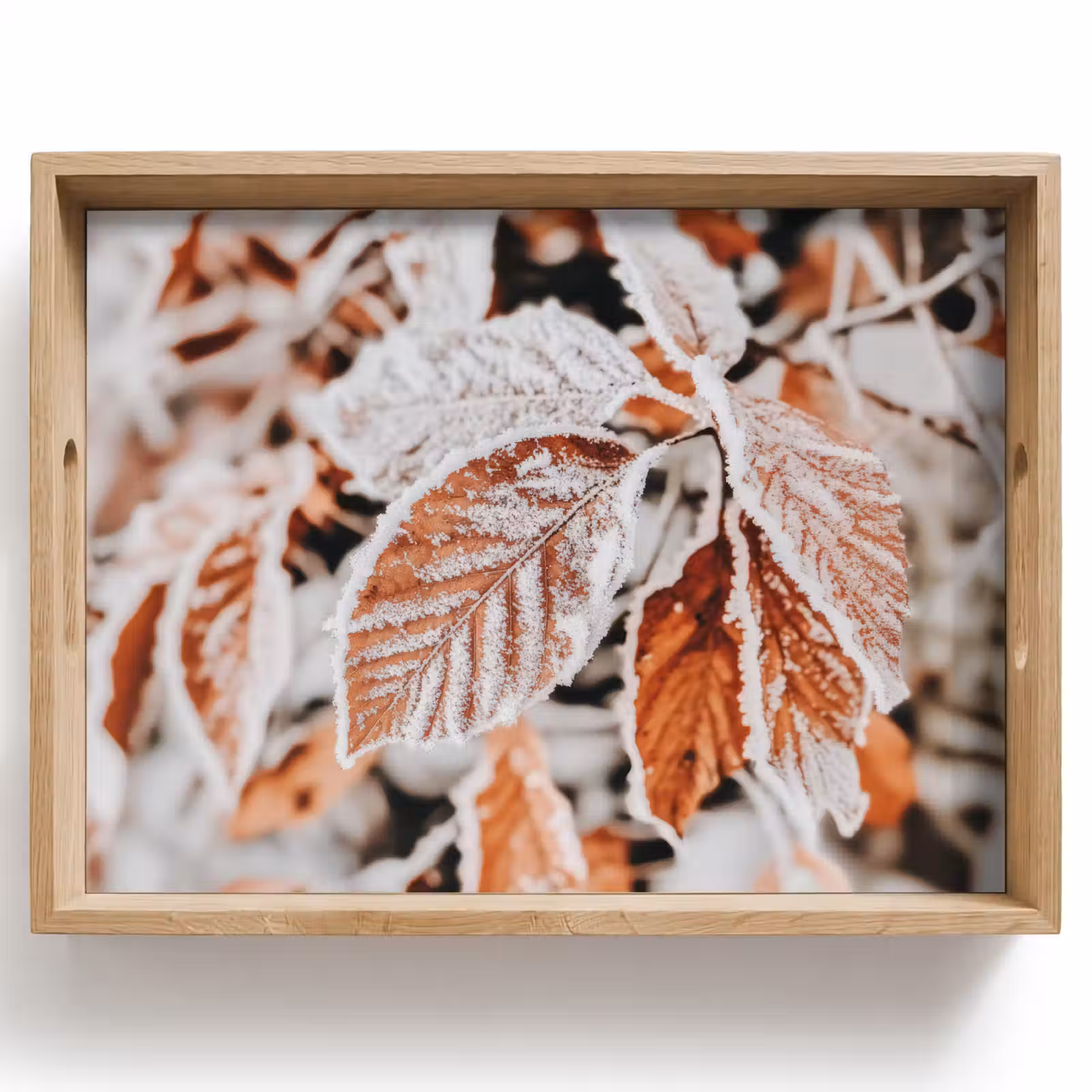 Tablett - Laub - Eis - Winter - Natur — 1