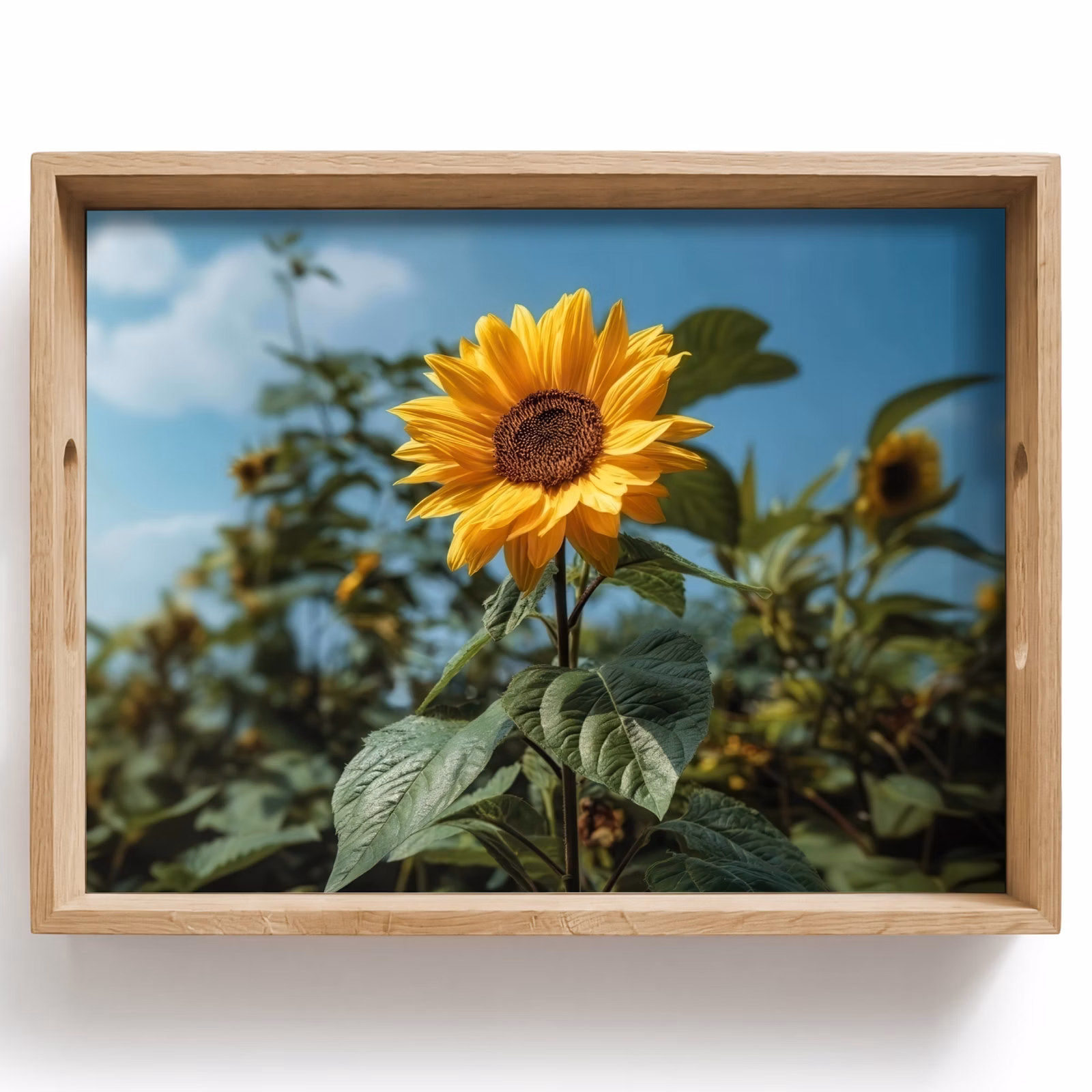 Tablett - Sonnenblumen - Strahlend blauer Himmel - Gras — 1